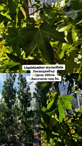 liquidamber styracifula240